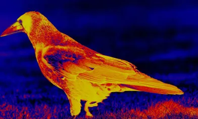 Une caméra thermique peut-elle détecter le niveau d'humidité de la couche arable?